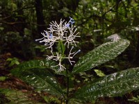 Faramea multiflora, Rubiaceae du sous bois à fleurs bleues © Sophie Gonzalez/IRD