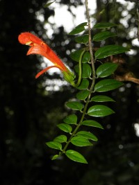 Sophie_Gonzalez_Gesneriaceae,-une-espece-epiphyte-forestiere