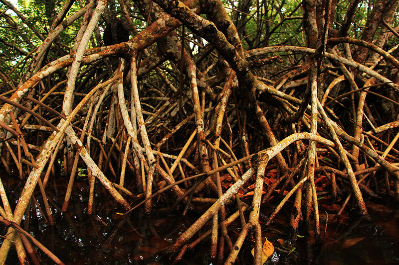 Palétuviers rouges déploient leurs racines en arceaux dans la mangrove © Sophie Gonzalez