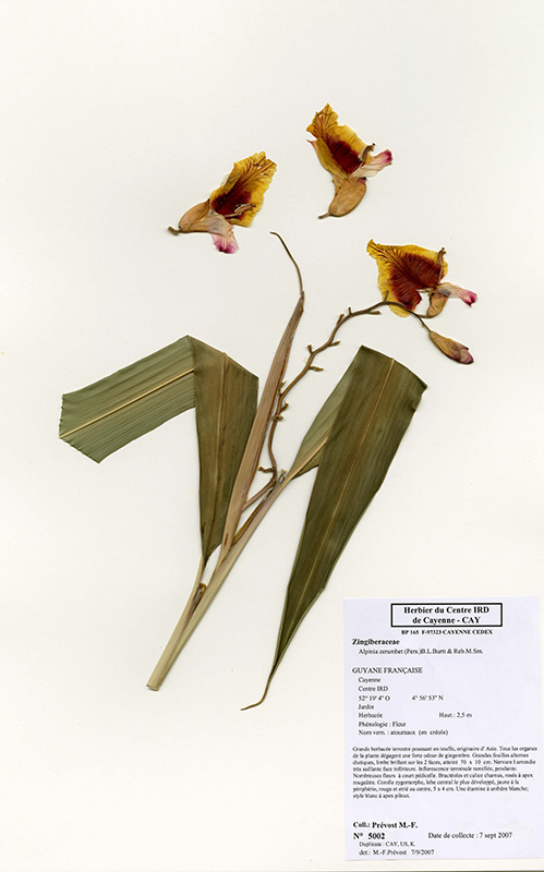 Alpinia zerumbet © V. Bilot-Guérin / IRD