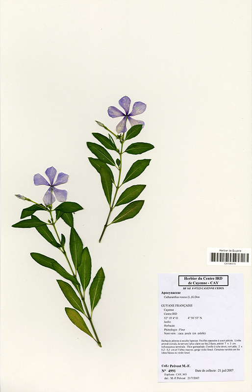 Catharanthus roseus © V. Bilot-Guérin / IRD