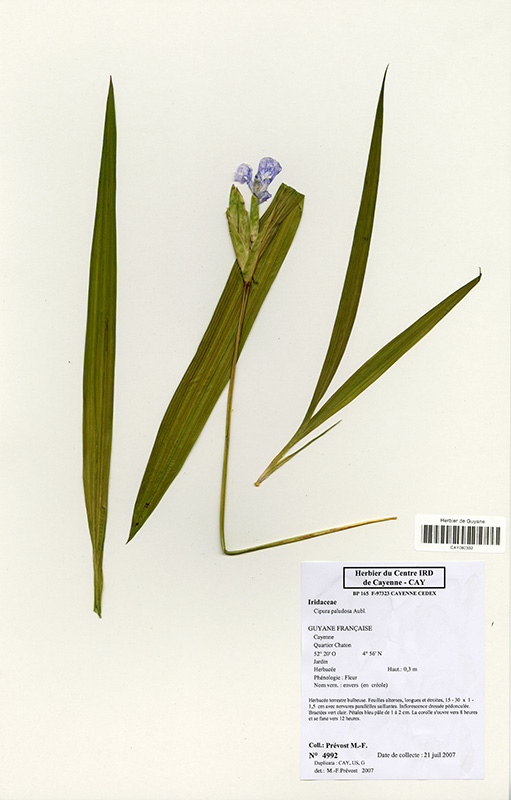 Cipura paludosa © V. Bilot-Guérin / IRD
