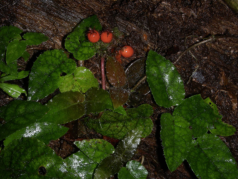 Geophila cordifolia, hbSG1382, Kourouaie © Sophie Gonzalez/IRD