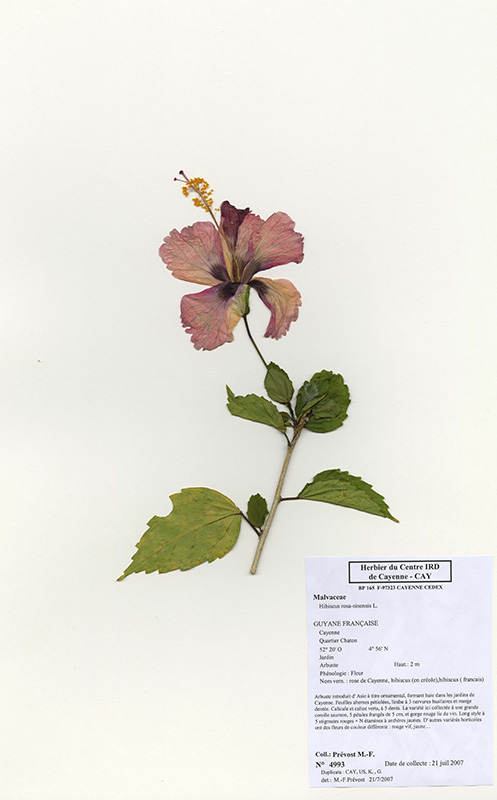Hibiscus sinensis © V. Bilot-Guérin / IRD