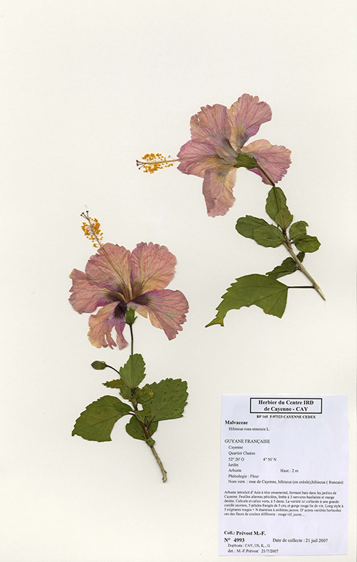 Hibiscus sinensis © V. Bilot-Guérin / IRD