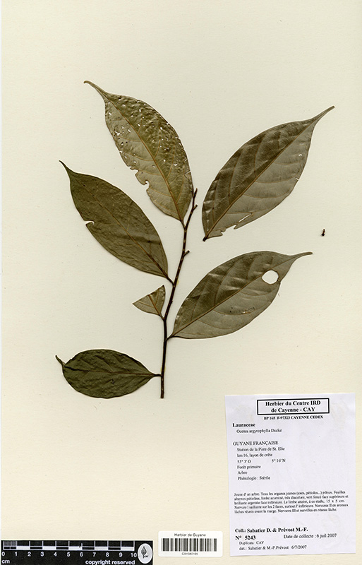 Ocotea argyrophylla © V. Bilot-Guérin / IRD