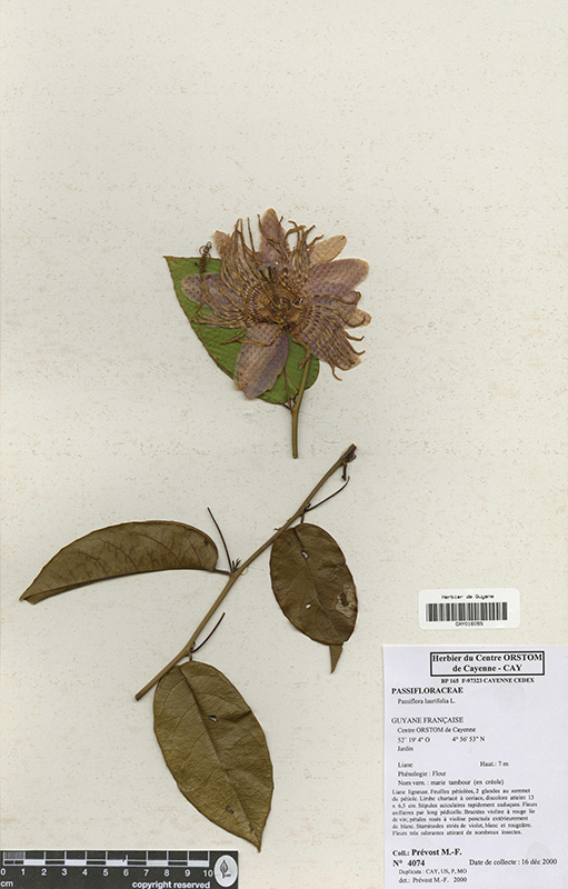Passiflora laurifolia © V. Bilot-Guérin / IRD