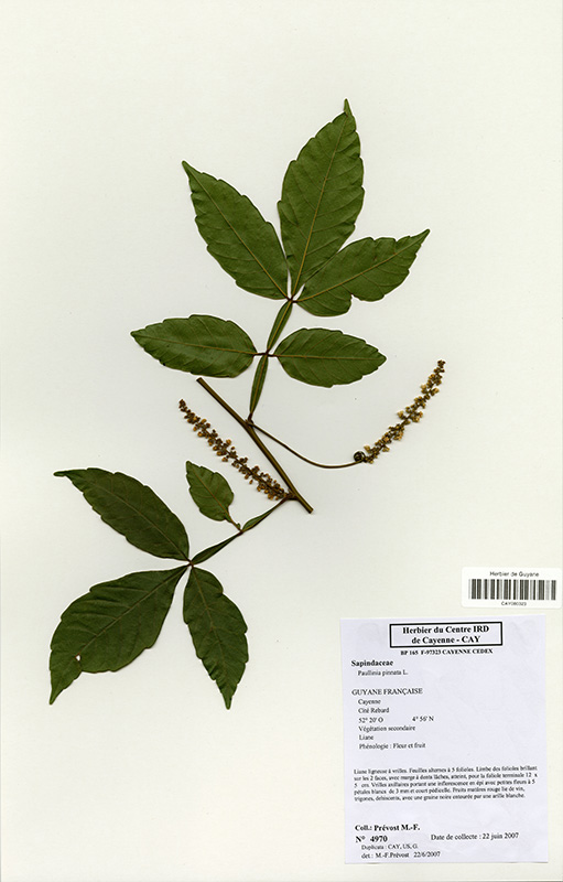 Paullinia pinnata © V. Bilot-Guérin / IRD