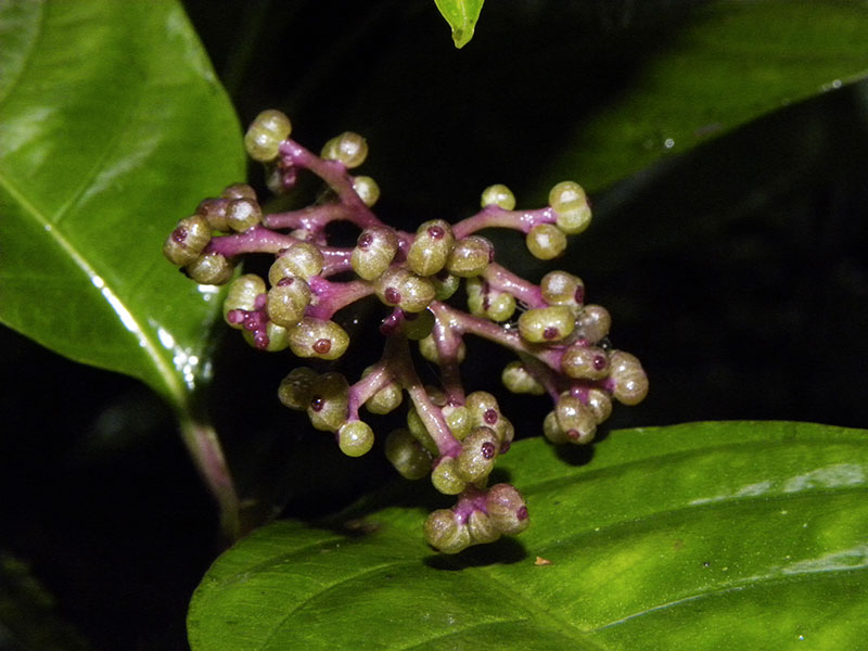 Psychotria microbotrys, hbSGxx, SautParasoL © Sophie Gonzalez/IRD