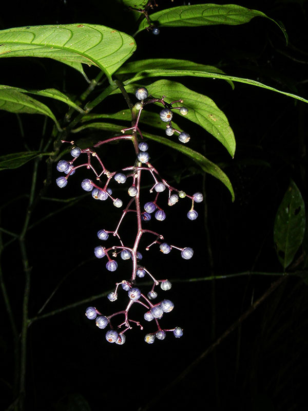 Psychotria paniculata, hbSG1356, Kourouaie © Sophie Gonzalez/IRD