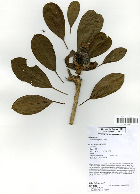 Solandra longiflora © V. Bilot-Guérin / IRD