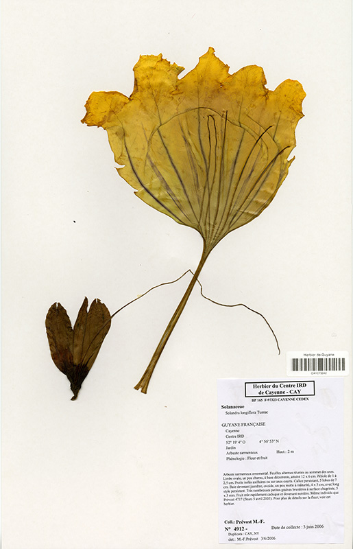Solandra longiflora © V. Bilot-Guérin / IRD