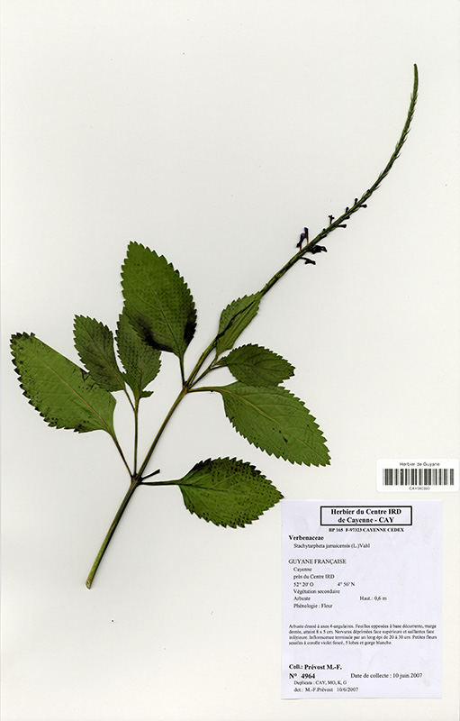 Stachytarpheta jamaicensis © V. Bilot-Guérin / IRD