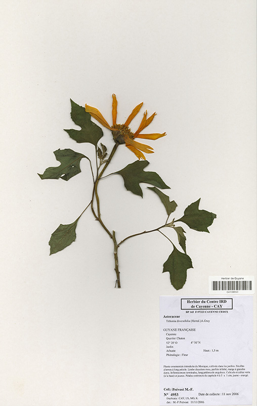 Tithonia diversifolia © V. Bilot-Guérin / IRD
