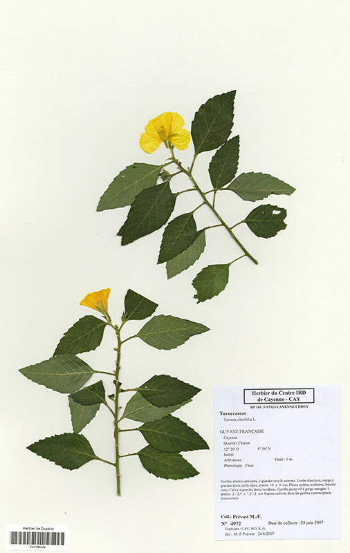 Tumera ulmifolia © V. Bilot-Guérin / IRD