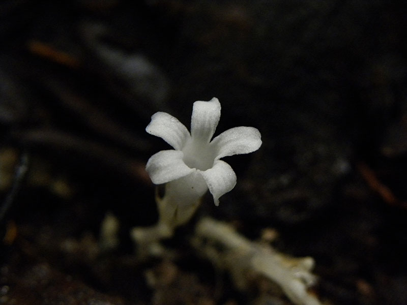 Voyriella parviflora (Miq.), hbn°1835, sables-blancs RN1 © Sophie Gonzalez/IRD