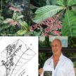 Une nouvelle espèce d’arbuste de Colombie dédiée à Piero Delprete.