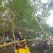 Mission « DCE Mangrove » 2024 aux Antilles